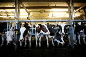 Investor interest grows in agriculture projects, showcased by cows on Canadian dairy farm.