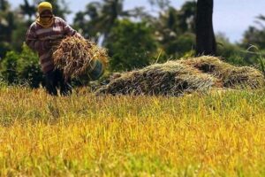 DA to back tariff hike once rice prices fall to P42-45